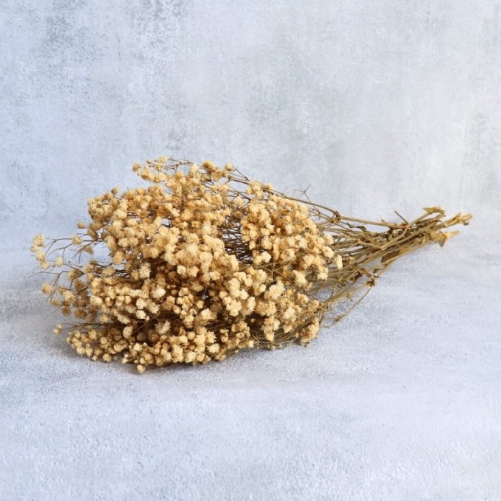 Stabilizovaná Gypsophila